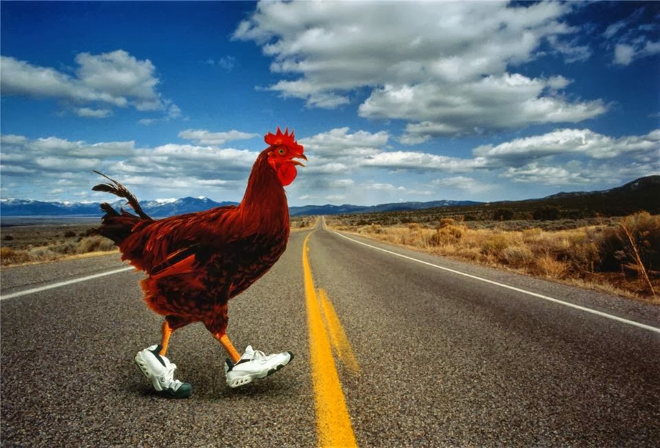 chicken cross road gambling game free